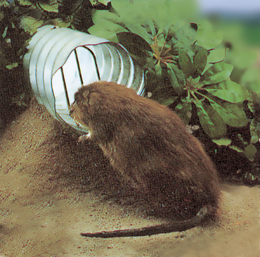 Rat Guards, Stainless Steel